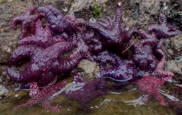 a cluster of sea stars clinging to a rock